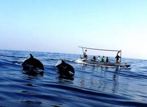 Menilik Eksotisme Pasir Dan Cerianya Tarian Lumba-lumba di Pantai Lovina