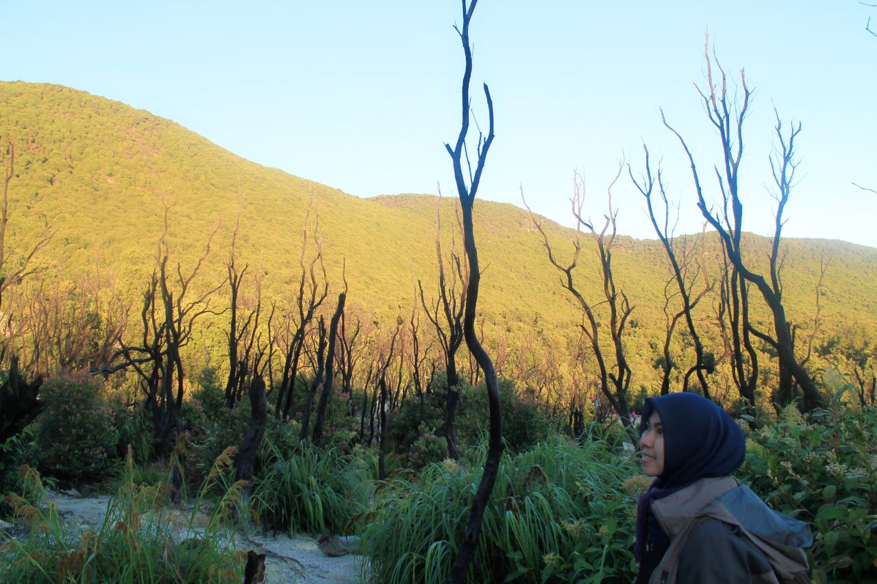 Padang edelweiss gunung papndayan