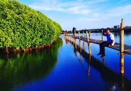 Hijau dan Romantis, Kata Yang Tepat Untuk Hutan Mangrove Kulon Progo