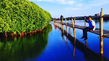 Hijau dan Romantis, Kata Yang Tepat Untuk Hutan Mangrove Kulon Progo