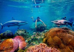 Taman Laut Selat Pantar Alor, Salah Satu Taman Laut Terindah Di Indonesia By gungafif