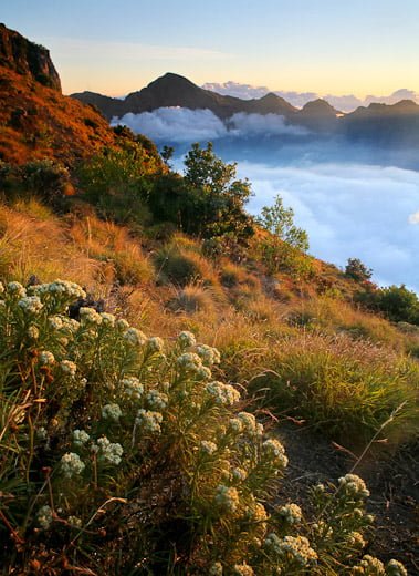 Bunga Edelweis Gunung Rinjani, Image By : www.wiranurmansyah.com