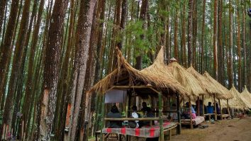 Hutan Pinus Nongko Ijo 1