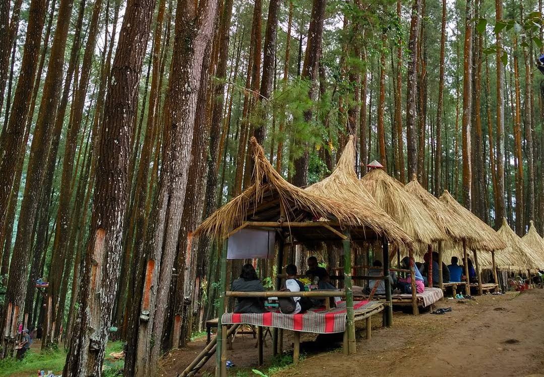 Hutan Pinus Nongko Ijo 1