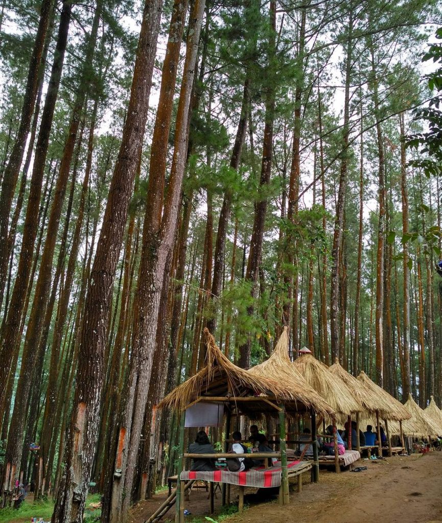 Hutan Pinus Nongko Ijo, Image By IG : @amooreamadiun