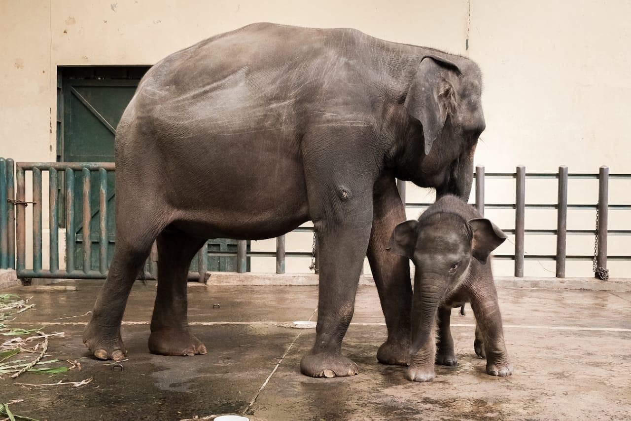 Menparekraf Beri Nama Anak Gajah Sumatera di Taman Safari Indonesia