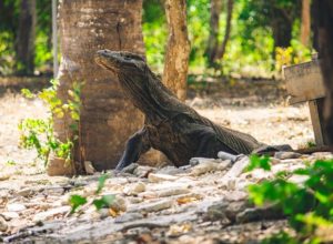 Menparekraf Kenaikan Tarif Masuk Kawasan TN Komodo untuk Biaya Konservasi Jasa Ekosistem, Gambar oleh Andrea Maverick dari Pixabay
