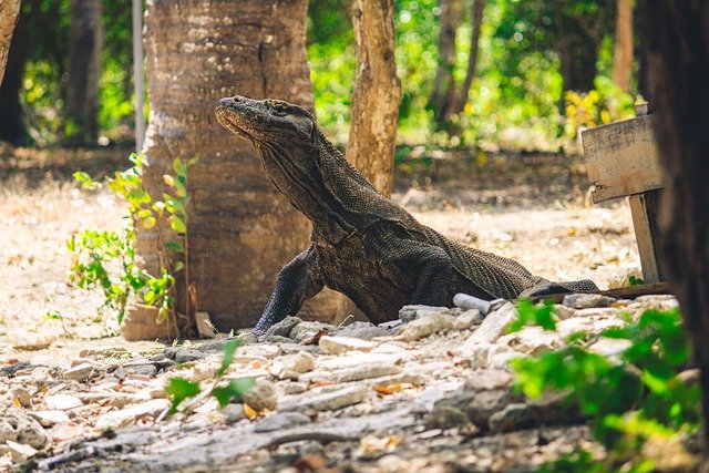 Menparekraf Kenaikan Tarif Masuk Kawasan TN Komodo untuk Biaya Konservasi Jasa Ekosistem, Gambar oleh Andrea Maverick dari Pixabay 