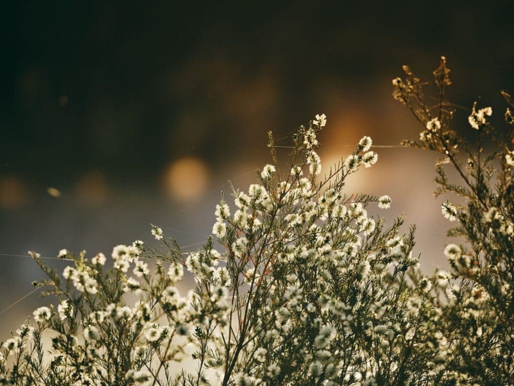 Bloom Festival_1_11zon