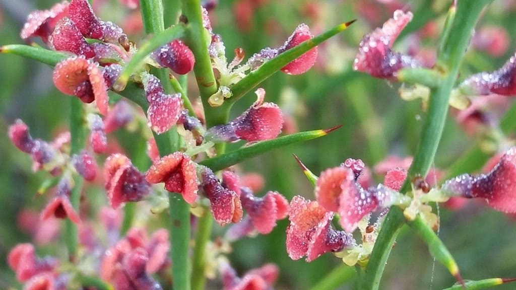 Djilba Wildflowers Festival di Esperance_5_11zon