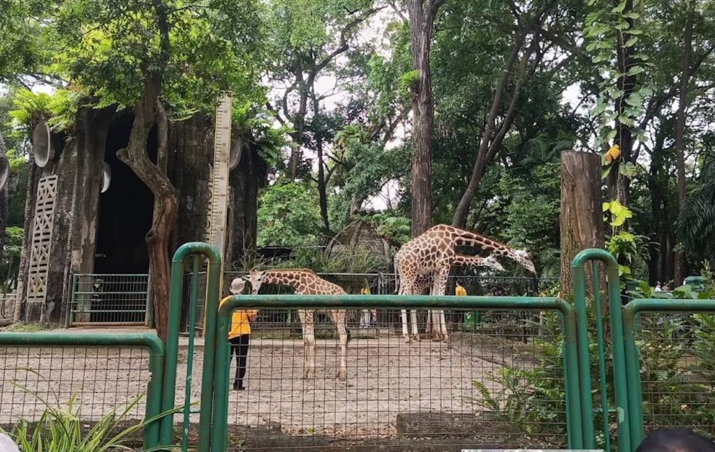 Harga Tiket Masuk Ragunan Zoo Malam Hari Terbaru 2025, Lengkap dengan Jam Operasional 1 Harga Tiket Masuk Ragunan Zoo Malam Hari Terbaru 2025, Lengkap dengan Jam Operasional