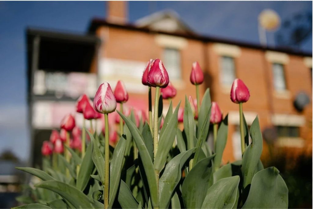 Nannup Flower and Garden Festival_4_11zon