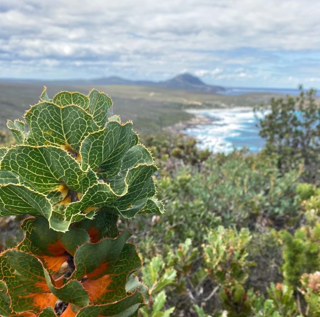 Ravensthorpe Wildflower Show_2_11zon