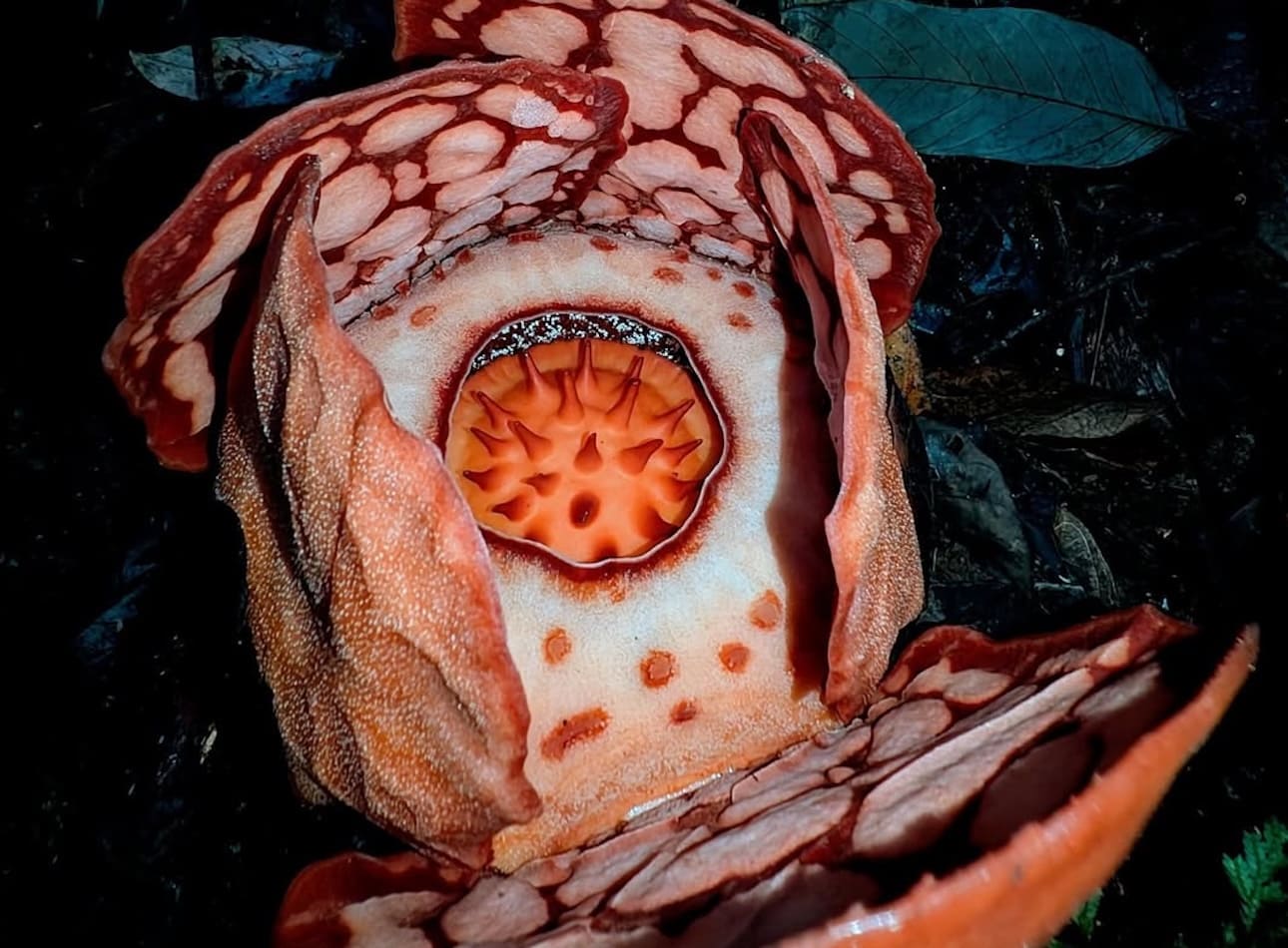Rafflesia Hasseltii Sumatera: Bunga Langka yang Membuat Ilmuwan Menangis Haru