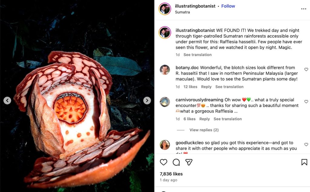 Rafflesia Hasseltii Sumatera: Bunga Langka yang Membuat Ilmuwan Menangis Haru