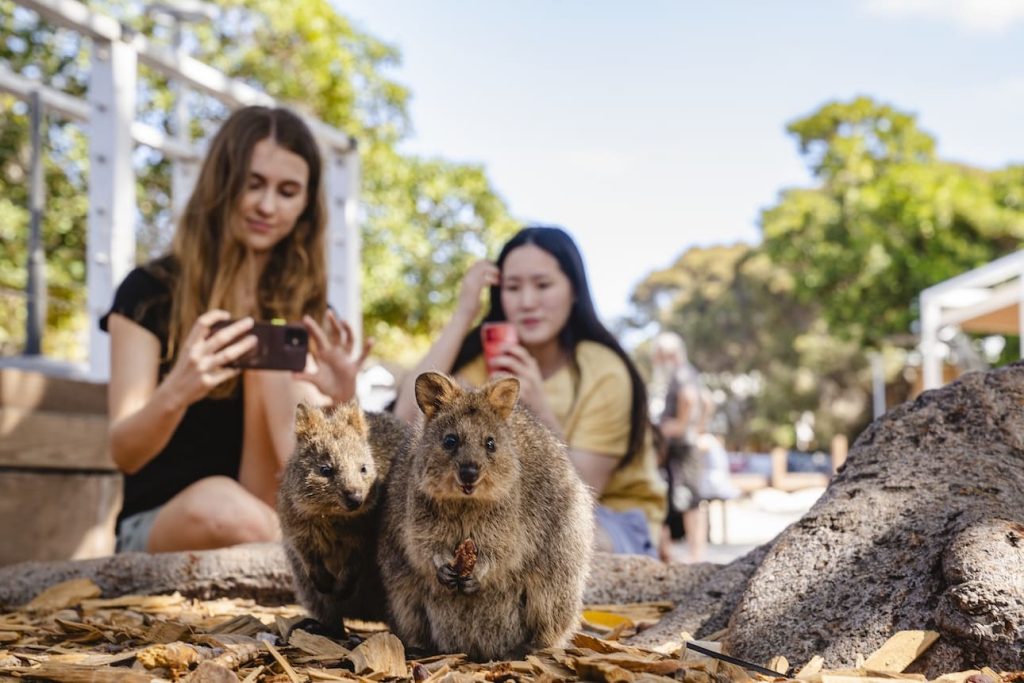 Quokka Rottnest