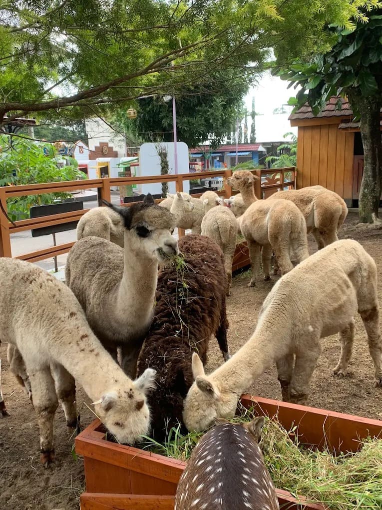 Suraloka Zoo Kaliurang Yogyakarta- Harga Tiket Masuk, Wahana Anak, dan Foto
