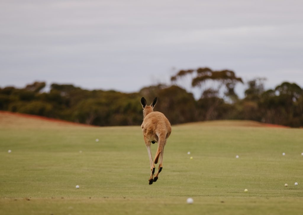 7 Lapangan Golf Terbaik di Western Australia, Ada yang Bisa Main Bareng Kanguru!