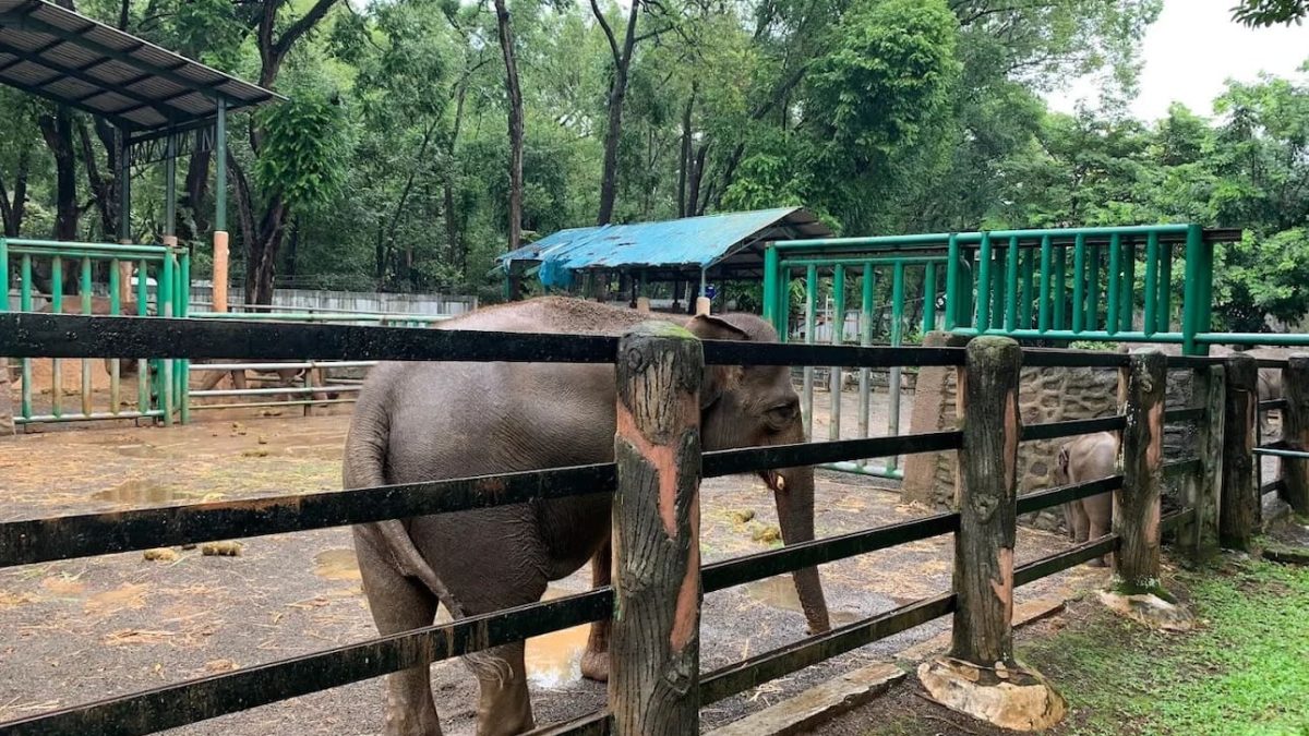 Peta Ragunan Zoo 2026: Panduan Lokasi Satwa, Pintu Masuk dan Fasilitas 25 Peta Ragunan Zoo Terbaru
