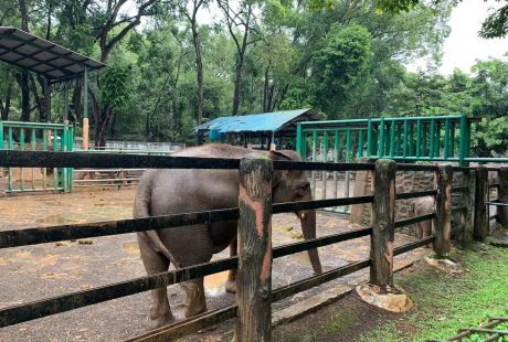 Peta Ragunan Zoo 2026: Panduan Lokasi Satwa, Pintu Masuk dan Fasilitas 8 Peta Ragunan Zoo Terbaru